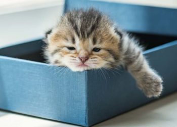 Est-ce qu'un chat partage sa litière ?