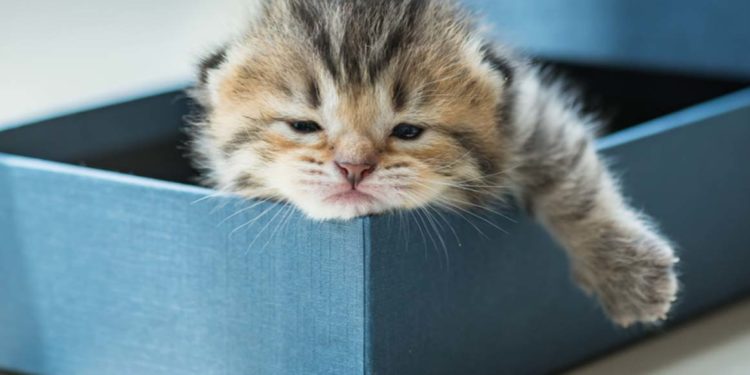 Est-ce qu'un chat partage sa litière ?