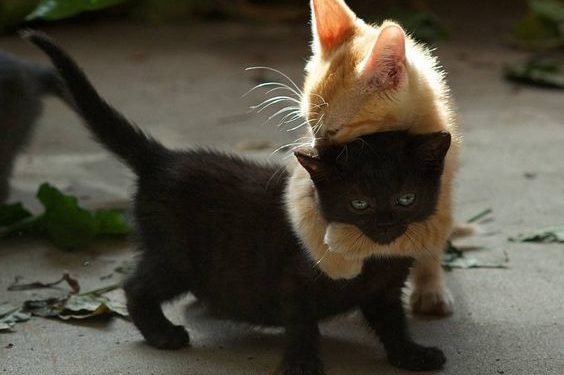 Comment savoir si 2 chats s'entendent pas ?