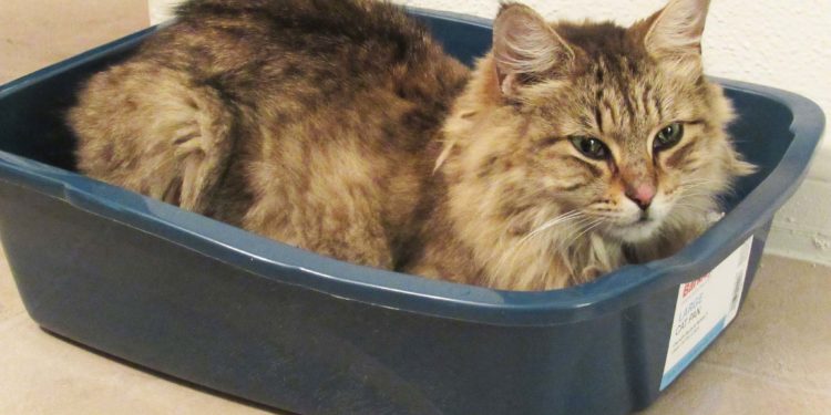 Quelle litière choisir pour son chat ?