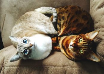 Est-ce qu'un chat peut s'accoupler avec sa mère ?