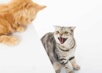 Pourquoi mon chat attaque une personne en particulier ?