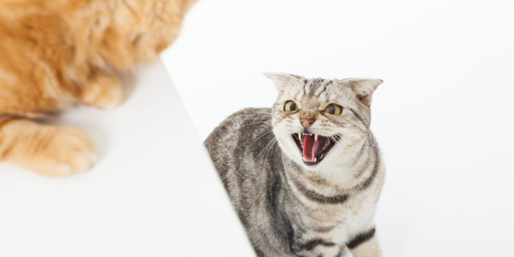 Pourquoi mon chat attaque une personne en particulier ?