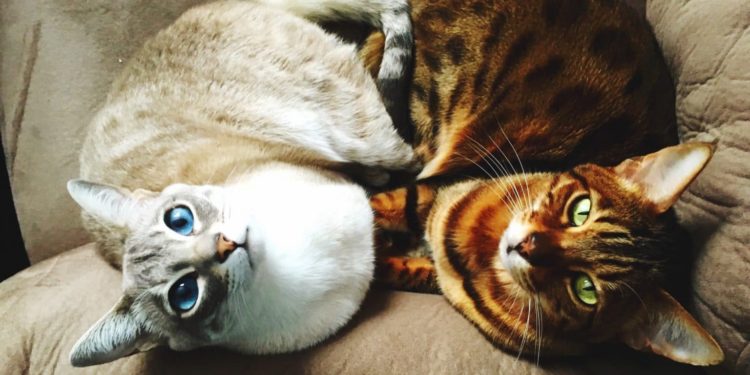 Est-ce qu'un chat peut s'accoupler avec sa mère ?