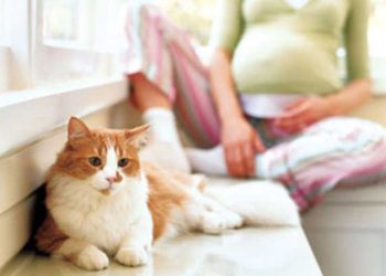 Comment éviter la toxoplasmose quand on a un chat ?