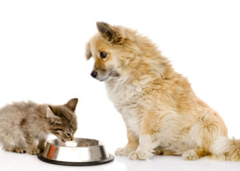 Puis-je donner du poulet à mon chat ?