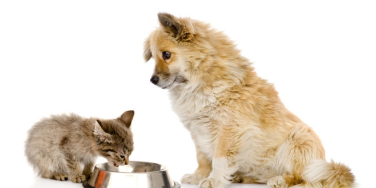 Puis-je donner du poulet à mon chat ?