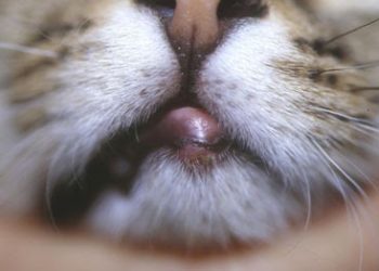 Est-ce que la gale du chat est transmissible à l'homme ?