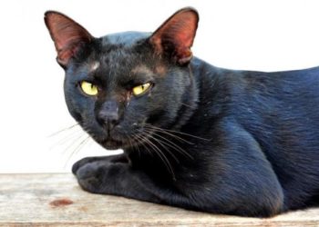 Comment savoir si mon chat a la teigne ?