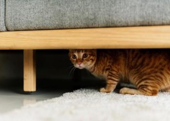 Est-ce que le chat ressent le manque ?