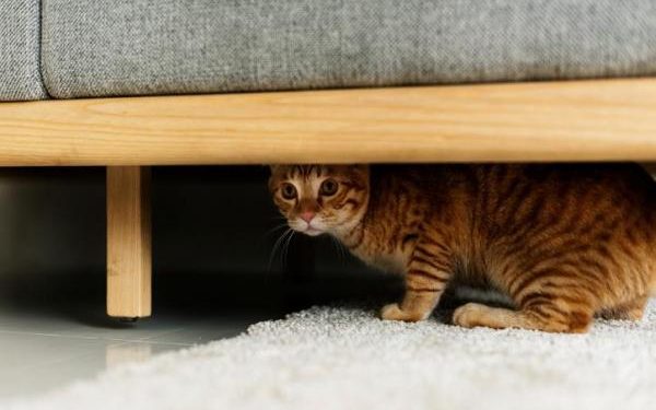 Est-ce que le chat ressent le manque ?