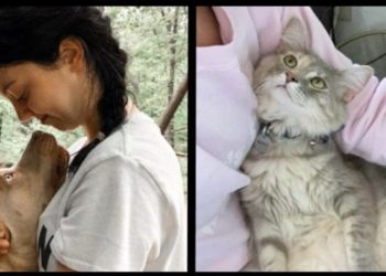 Est-ce que les chats peuvent oublier leur maitre ?