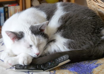 Est-ce qu'un chat s'ennuie de son maître ?