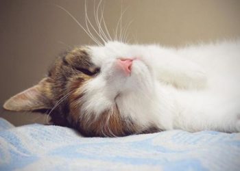 Comment savoir si un chat a été prise ?