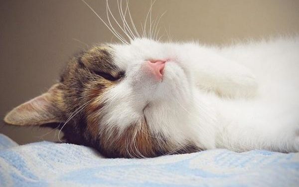 Comment savoir si un chat a été prise ?