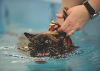 Pourquoi les chat ont peur de leau ?