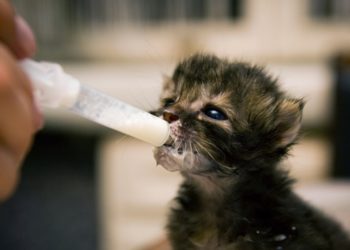 Quel aliment ne pas donner à un chat ?