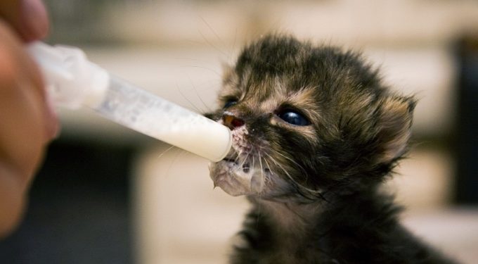 Quel aliment ne pas donner à un chat ?