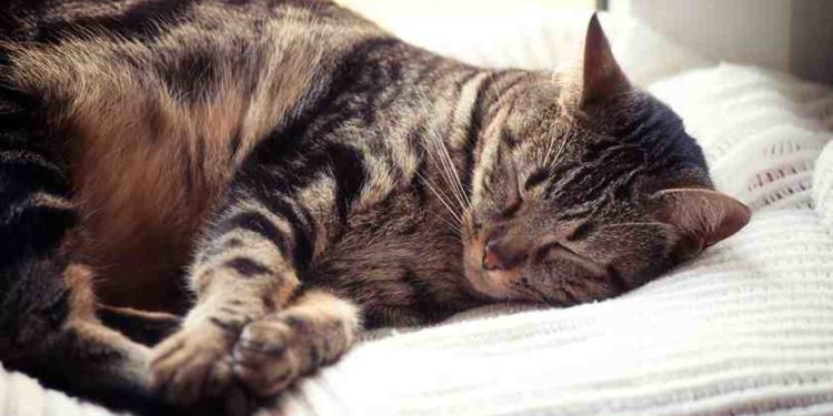 Où dort un chat dehors ?