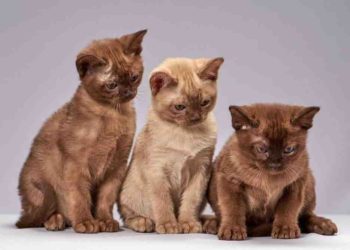 Quel est le meilleur chat d'appartement ?