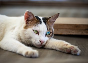 Comment savoir si un chat s'ennuie ?