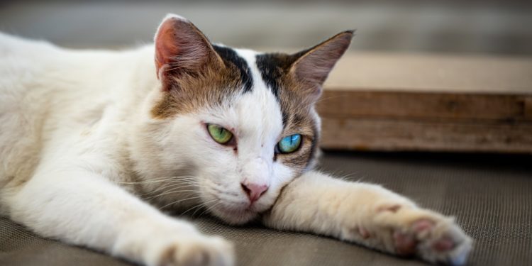 Comment savoir si un chat s'ennuie ?