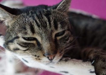 Comment savoir si un chaton sera affectueux ?