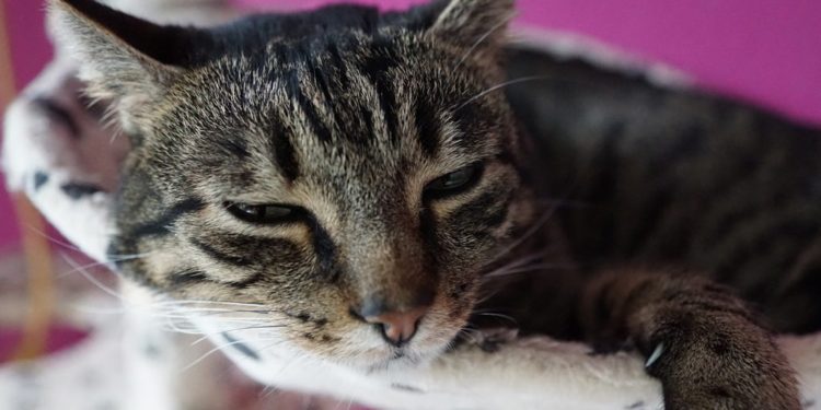 Comment savoir si un chaton sera affectueux ?