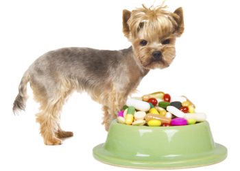 Quelle nourriture pour un chien malade du foie ?