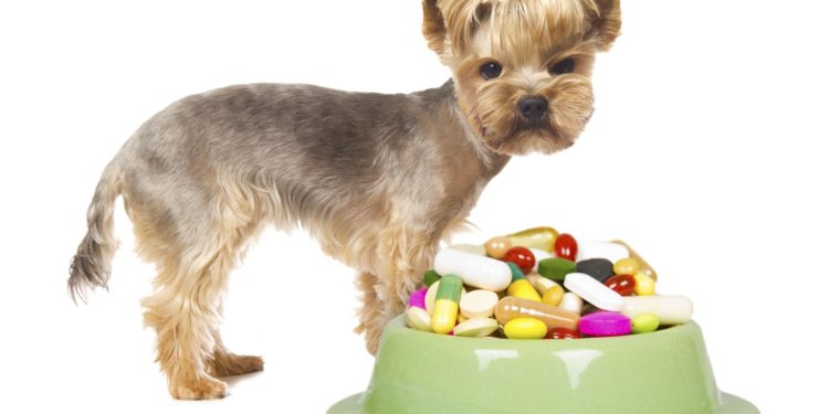 Quelle nourriture pour un chien malade du foie ?