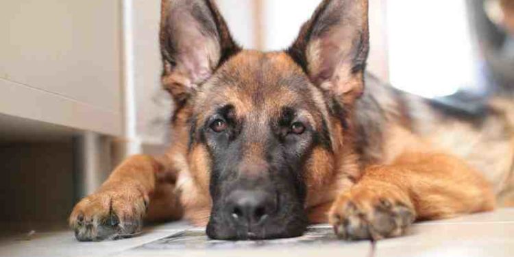 Est-ce qu'un chien peut rester seul la nuit ?