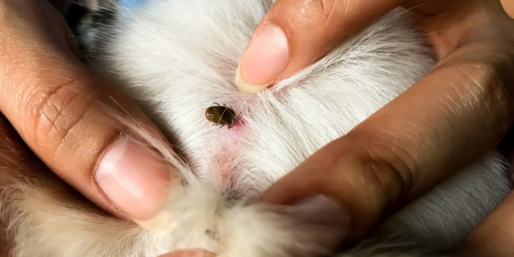 Comment faire pour se débarrasser de son chien ?