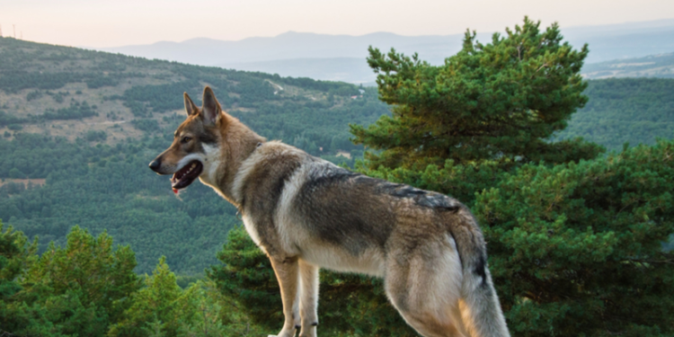 Pourquoi Dit-on chien-loup ?