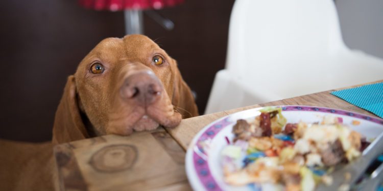 Comment donner à manger à un chien qui refuse de manger ?