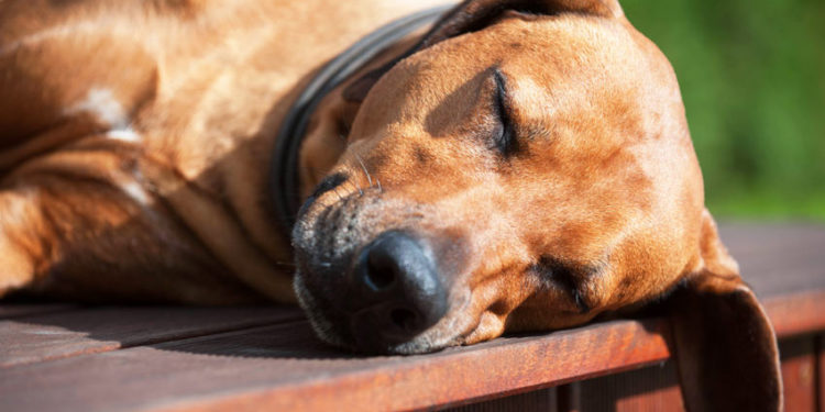 Comment les chiens font pour se retenir ?