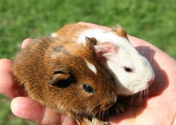 Comment calmer un cochon d'Inde ?