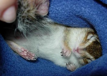 Comment réveiller mon hamster qui hiberne ?