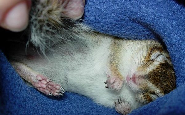 Comment réveiller mon hamster qui hiberne ?