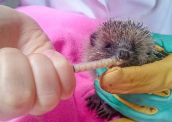 Qui appeler quand on trouve un hérisson ?