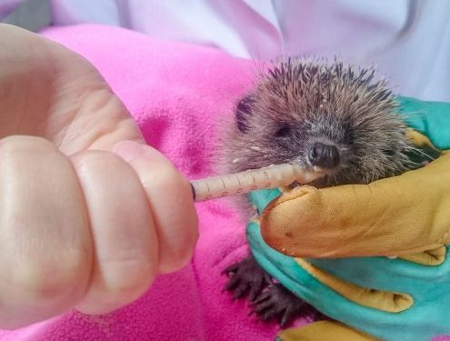 Qui appeler quand on trouve un hérisson ?