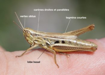 Quel animal est mâle et femelle ?