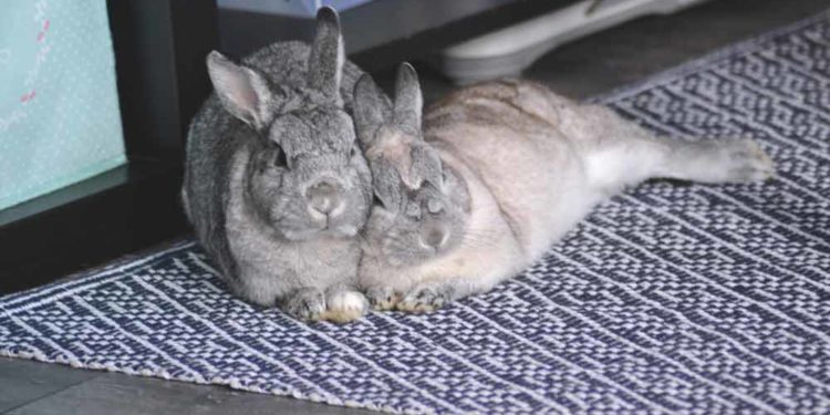 Est-ce que les lapins sont Nyctalopes ?