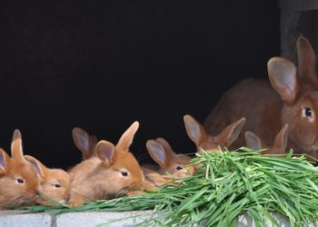 Comment élever les lapins à la maison ?