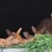 Comment élever les lapins à la maison ?