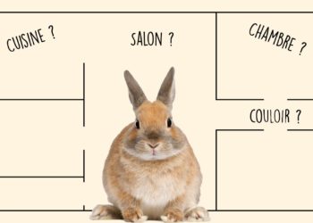 Où mettre le lapin dans la maison ?