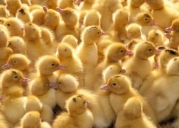 Pourquoi les poussins sont morts dans l'œuf ?