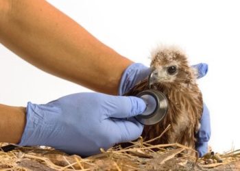 Comment savoir si un oiseau est malade ?