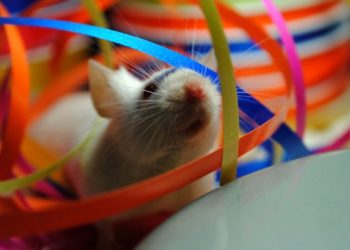 Quel rongeur avec un chat ?