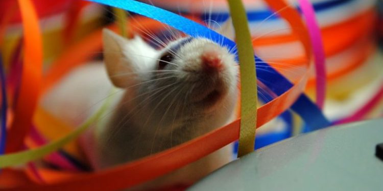 Quel rongeur avec un chat ?