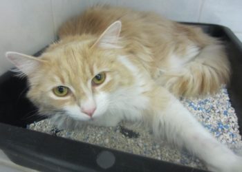 Quel animal peut tuer un chat ?